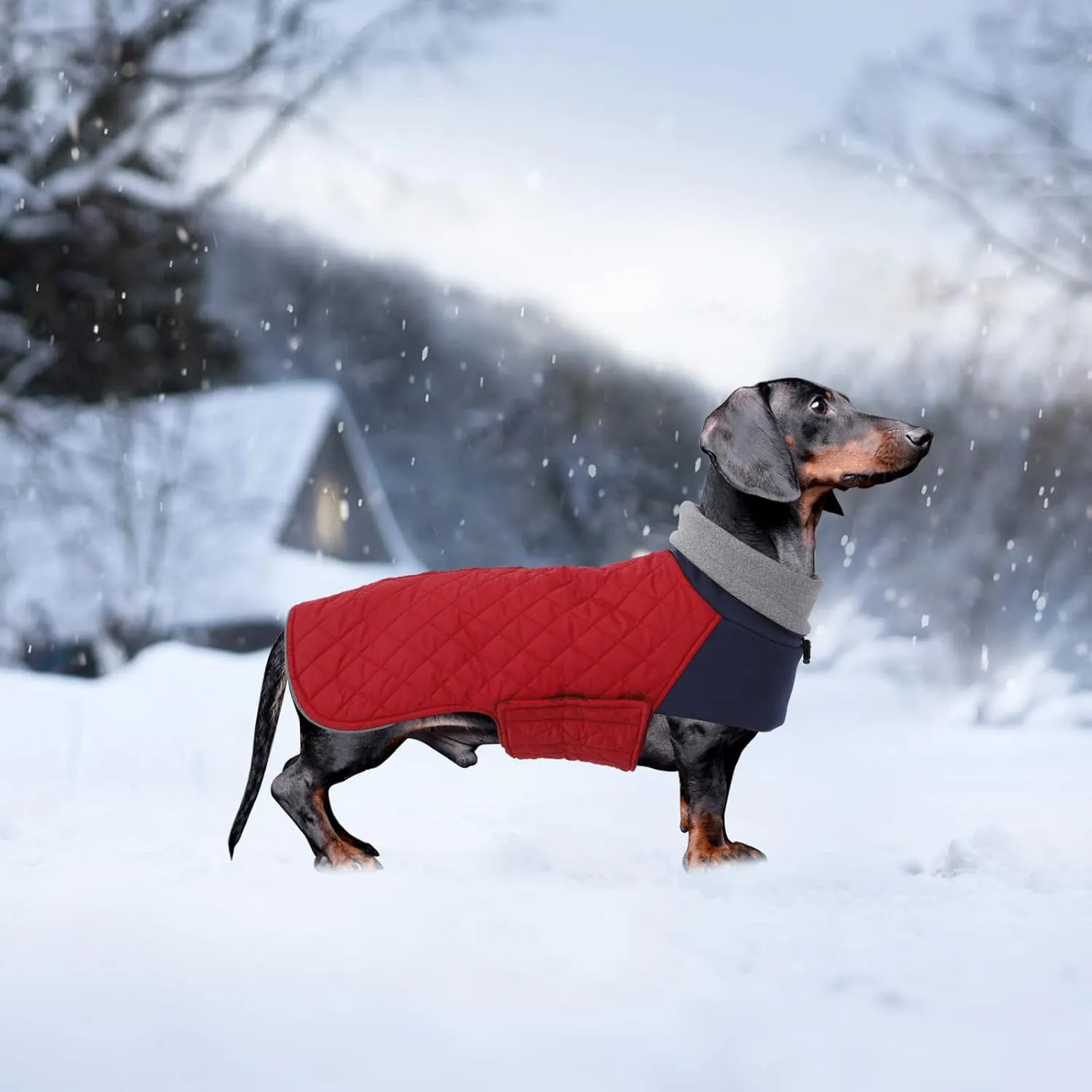 Geyecete Dachshund Coat,Dachshund Winter Coat,Warm Waterproof Windproof, High Neckine String Holes Miniature Dachshund Jacket for Small Dog-Red-M