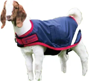 Horseware Ireland Breathable Waterproof Windproof Cold Weather Adjustable Goat Coat (100g Fill), Navy/Red, Large